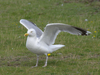 1cy argenteus in August, ringed in Belgium. (90559 bytes)