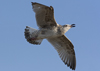1cy argenteus in August, ringed in Belgium. (90559 bytes)