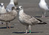 1cy argenteus in August, ringed in Belgium. (90559 bytes)