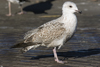 1cy argenteus in August, ringed in Belgium. (90559 bytes)