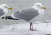 1cy argenteus in August, ringed in Belgium. (90559 bytes)