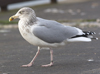 1cy argenteus in August, ringed in Belgium. (90559 bytes)