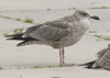 1cy argenteus in August, ringed in Belgium. (90559 bytes)