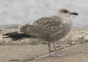1cy argenteus in August, ringed in Belgium. (90559 bytes)