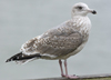 3cy argenteus in January, ringed in the Netherlands. (68274 bytes)