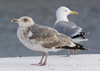 4cy argentatus in January. (86309 bytes)