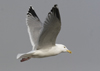 1cy argenteus in November, ringed in Belgium. (25637 bytes)