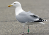 1cy argenteus in August, ringed in Belgium. (90559 bytes)