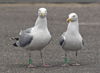 1cy argenteus in August, ringed in Belgium. (90559 bytes)