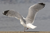 1cy argenteus in August, ringed in Belgium. (90559 bytes)