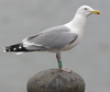 1cy argenteus in August, ringed in Belgium. (90559 bytes)
