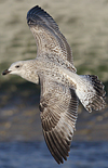 Herring Gull