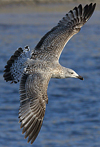 Herring Gull