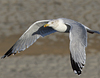 Herring Gull