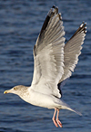 Herring Gull
