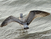 Herring Gull