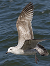2cy argenteus in April. (101894 bytes)