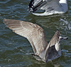 3cy argentatus in January. (80207 bytes)