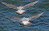 3cy argentatus in January. (80207 bytes)