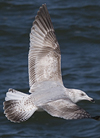 3cy argentatus in January. (80207 bytes)