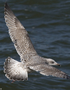 3cy argentatus in January. (80207 bytes)