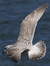 3cy argentatus in January. (80207 bytes)