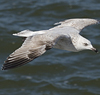 3cy argentatus in January. (80207 bytes)