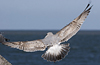 3cy argentatus in January. (80207 bytes)