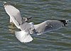 3cy argentatus in January. (80207 bytes)