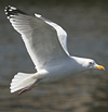 3cy argentatus in January. (80207 bytes)