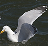 3cy argentatus in January. (80207 bytes)