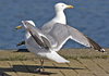 3cy argentatus in January. (80207 bytes)