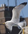 3cy argentatus in January. (80207 bytes)