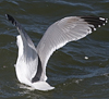 3cy argentatus in January. (80207 bytes)
