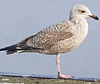 1cy argenteus in August, ringed in Belgium. (90559 bytes)