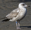 2cy argenteus in February, ringed in the Netherlands. (27385 bytes)