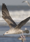 3cy argentatus in January. (80207 bytes)