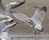 3cy argentatus in January. (80207 bytes)