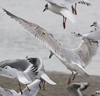 3cy argentatus in January. (80207 bytes)