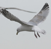 3cy argentatus in January. (80207 bytes)