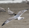 3cy argentatus in January. (80207 bytes)