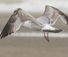 3cy argentatus in January. (80207 bytes)