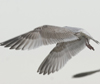 3cy argentatus in January. (80207 bytes)