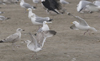 3cy argentatus in January. (80207 bytes)