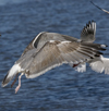 3cy argentatus in January. (80207 bytes)