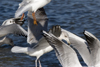 3cy argentatus in January. (80207 bytes)