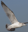 3cy argentatus in January. (80207 bytes)