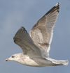3cy argentatus in January. (80207 bytes)