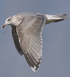 3cy argentatus in January. (80207 bytes)