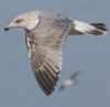 3cy argentatus in January. (80207 bytes)
